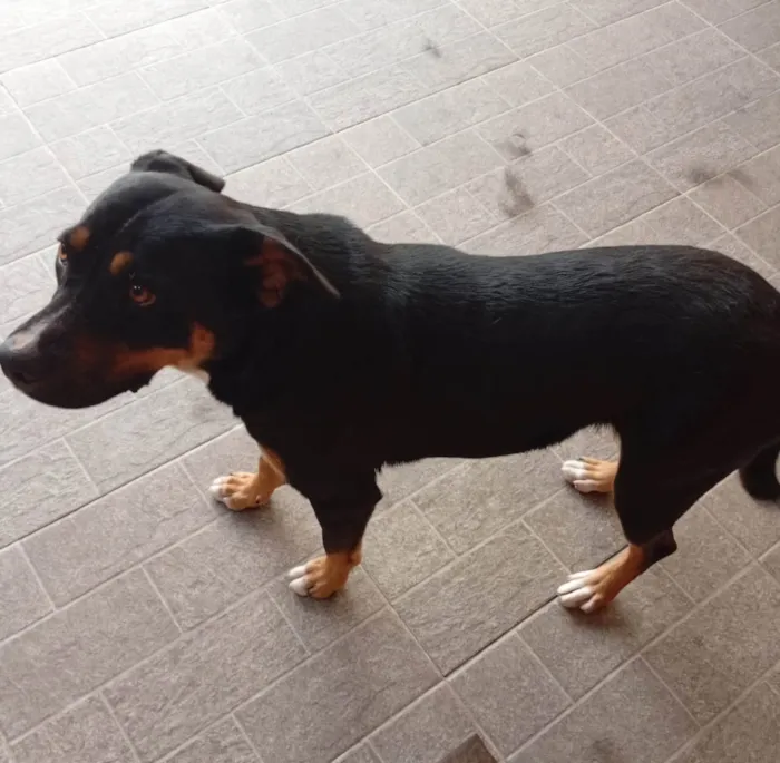 Cachorro ra a SRD-ViraLata idade 1 ano nome Ravena