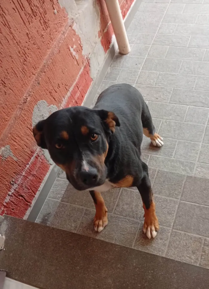 Cachorro ra a SRD-ViraLata idade 1 ano nome Ravena