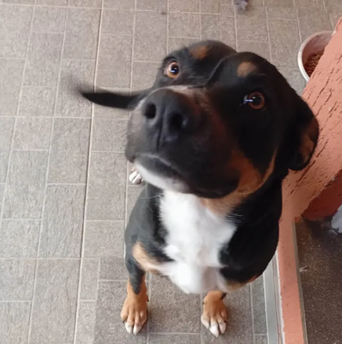 Cachorro ra a SRD-ViraLata idade 1 ano nome Ravena