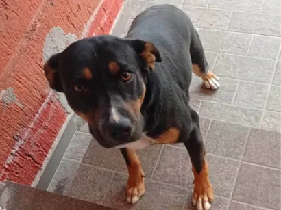 Cachorro raça SRD-ViraLata idade 1 ano nome Ravena