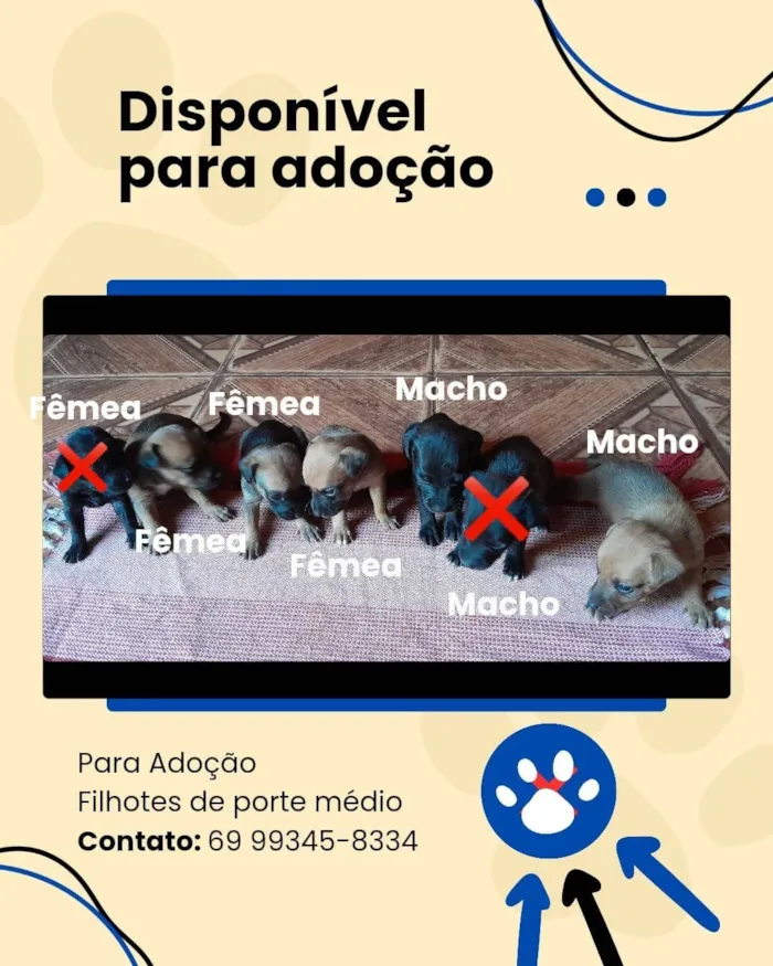 Cachorro ra a SRD-ViraLata idade Abaixo de 2 meses nome Filhotes 