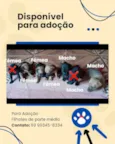 Filhotes