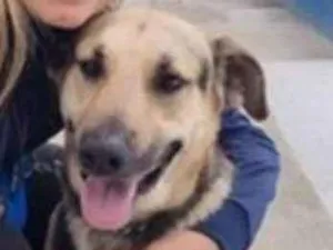 Cachorro raça SRD-ViraLata idade 6 ou mais anos nome Supino