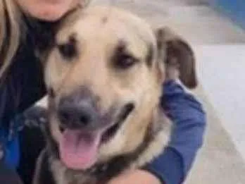 Cachorro ra a SRD-ViraLata idade 6 ou mais anos nome Supino