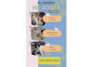 Gato raça SRD-ViraLata idade 2 a 6 meses nome Bebê 