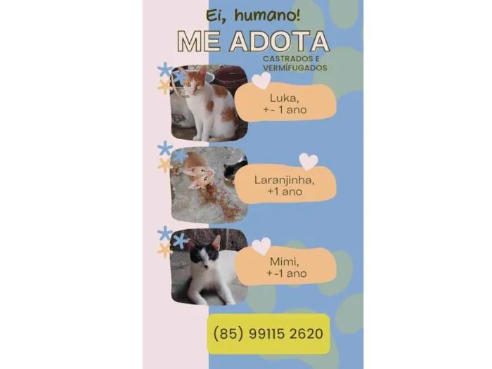 Gato ra a SRD-ViraLata idade 2 a 6 meses nome Bebê 
