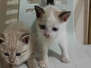 Gato raça SRD-ViraLata idade Abaixo de 2 meses nome Não tem nome 