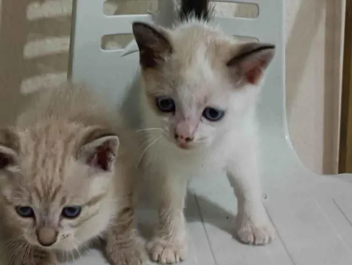 Gato ra a SRD-ViraLata idade Abaixo de 2 meses nome Não tem nome 