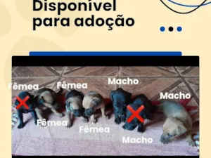 Cachorro raça SRD-ViraLata idade Abaixo de 2 meses nome Filhotes 