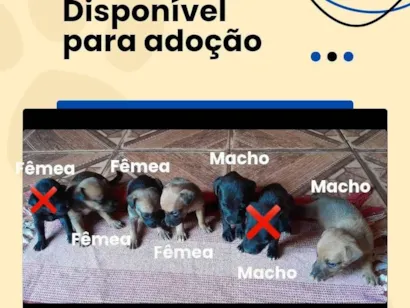 Cachorro raça SRD-ViraLata idade Abaixo de 2 meses nome Filhotes 