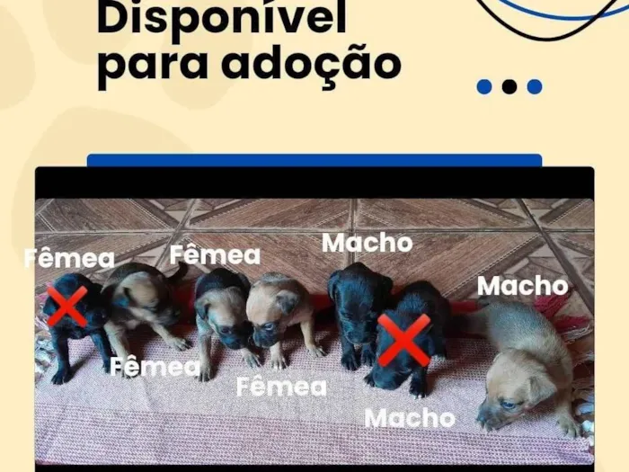 Cachorro ra a SRD-ViraLata idade Abaixo de 2 meses nome Filhotes 