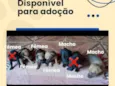 Filhotes