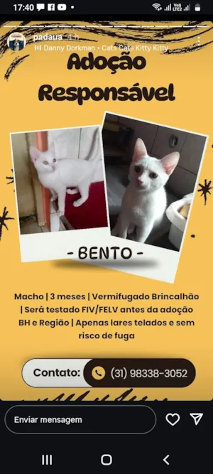 Gato raça SRD-ViraLata idade 2 a 6 meses nome Bentoi