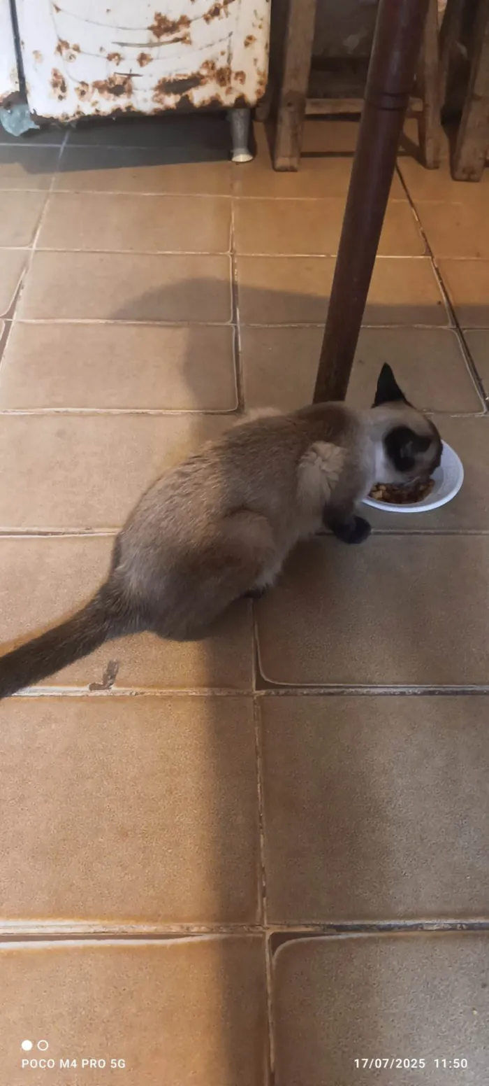 Gato ra a Siamês idade 7 a 11 meses nome Nina