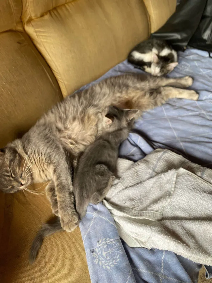 Gato ra a Exótico idade 1 ano nome Mel, Cascão, Charlote, 