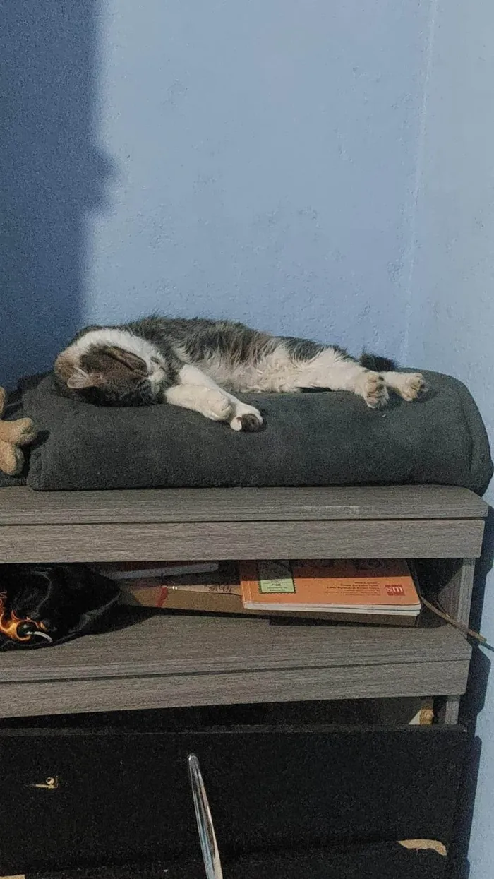 Gato ra a Exótico idade 1 ano nome Mel, Cascão, Charlote, 