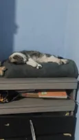 Mel, Cascão, Charlote,