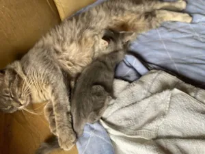 Gato raça Exótico idade 1 ano nome Mel, Cascão, Charlote, 