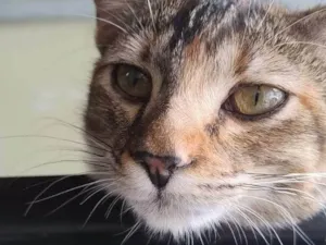 Gato raça SRD-ViraLata idade 7 a 11 meses nome Amora 