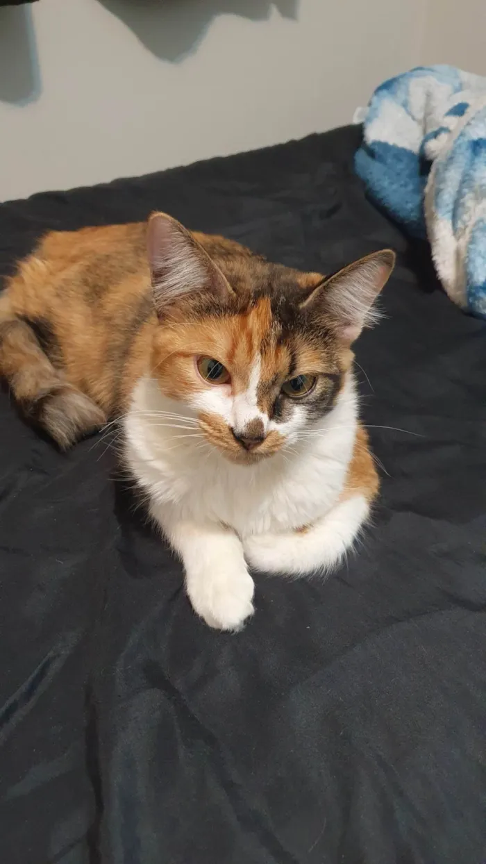 Gato ra a SRD-ViraLata idade 1 ano nome Leona