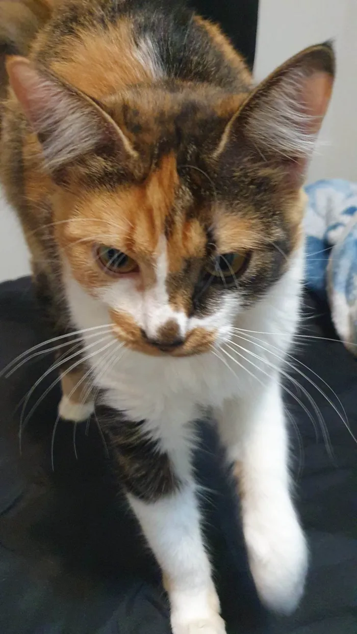 Gato ra a SRD-ViraLata idade 1 ano nome Leona