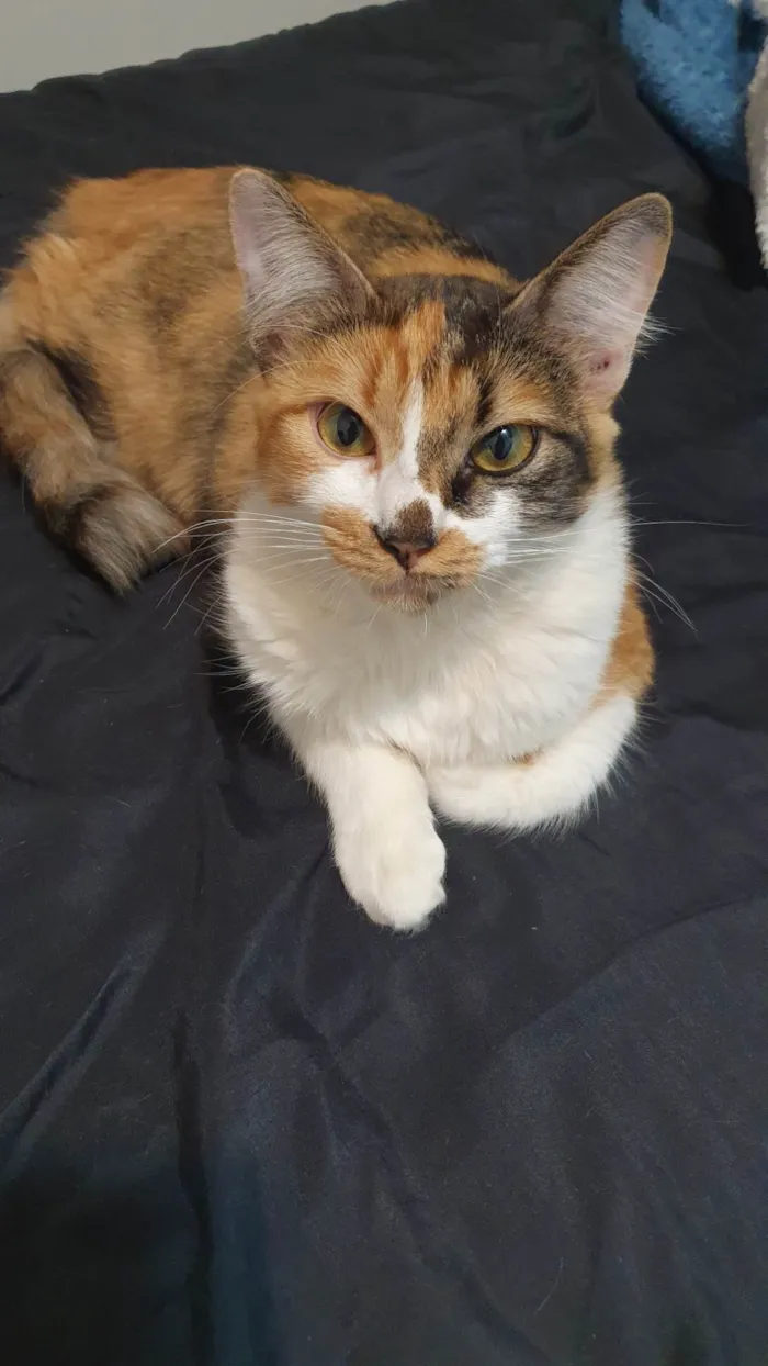 Gato ra a SRD-ViraLata idade 1 ano nome Leona