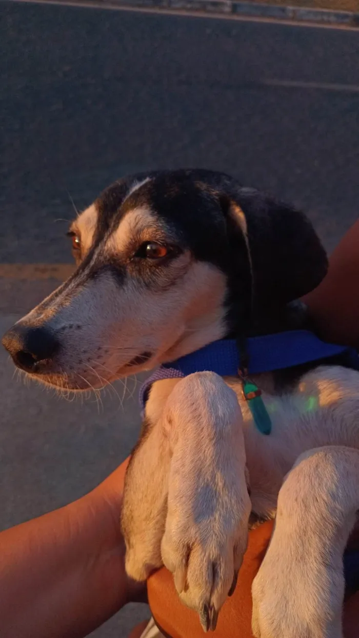 Cachorro ra a SRD-ViraLata idade 1 ano nome Rodigo