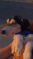 Rodigo
