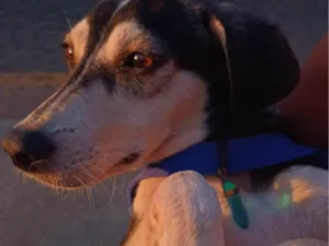 Cachorro raça SRD-ViraLata idade 1 ano nome Rodigo