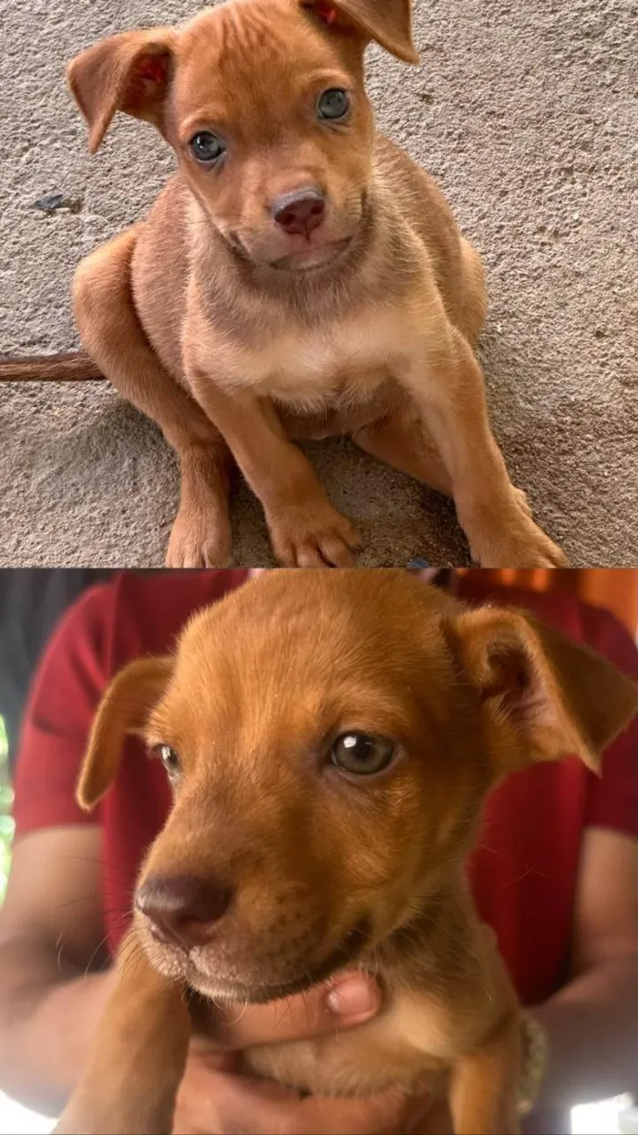 Cachorro ra a SRD-ViraLata idade 2 a 6 meses nome Lesi