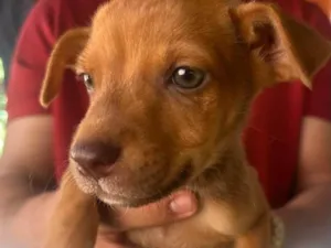 Cachorro raça SRD-ViraLata idade 2 a 6 meses nome Lesi
