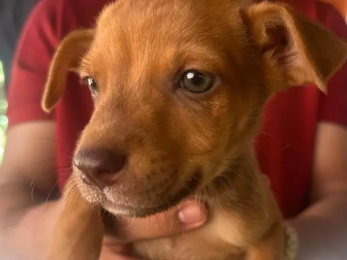 Cachorro ra a SRD-ViraLata idade 2 a 6 meses nome Lesi