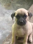 Tchuca