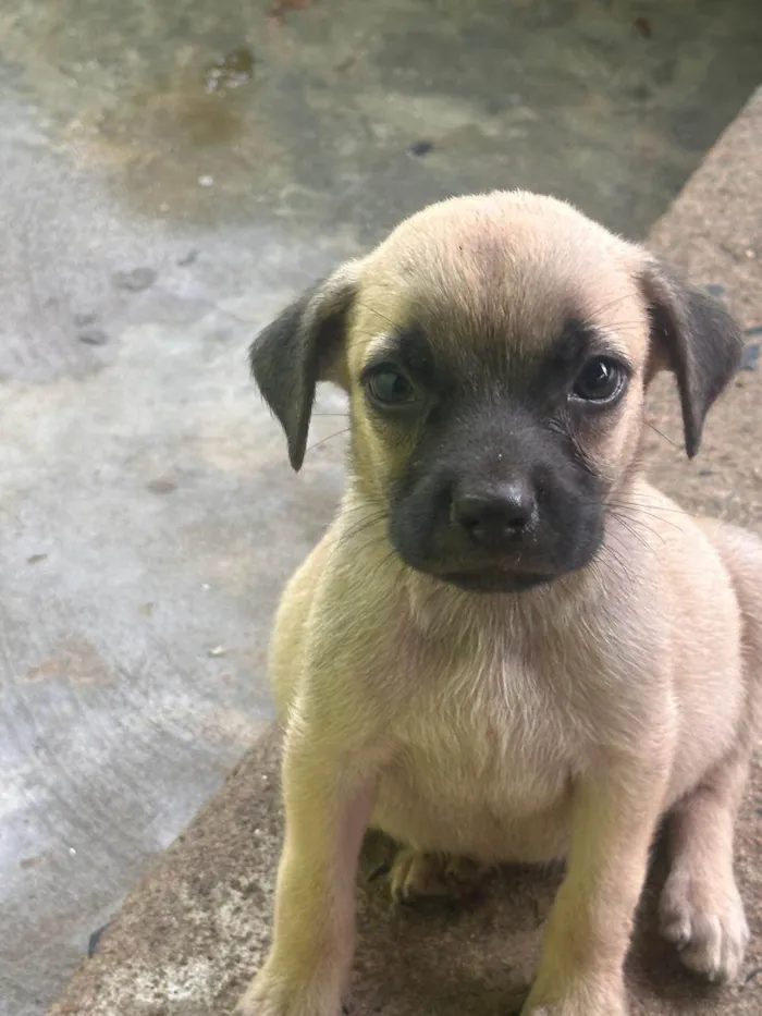 Cachorro ra a SRD-ViraLata idade 2 a 6 meses nome Tchuca