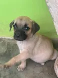 Tchuca