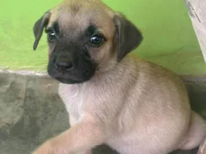 Cachorro raça SRD-ViraLata idade 2 a 6 meses nome Tchuca