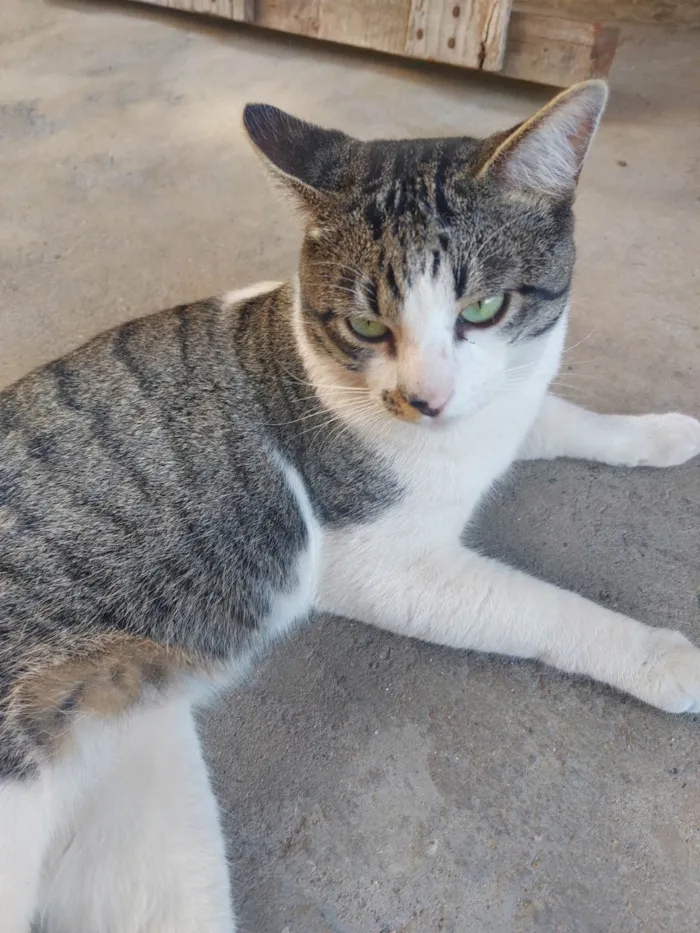Gato ra a SRD-ViraLata idade 1 ano nome Polo
