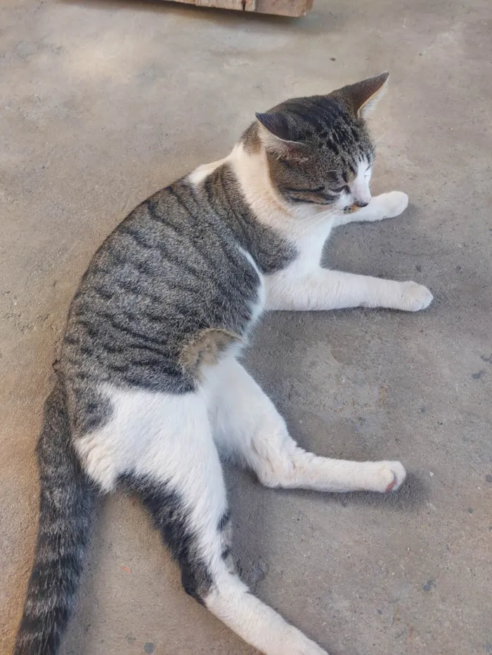 Gato ra a SRD-ViraLata idade 1 ano nome Polo