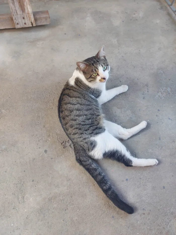 Gato ra a SRD-ViraLata idade 1 ano nome Polo