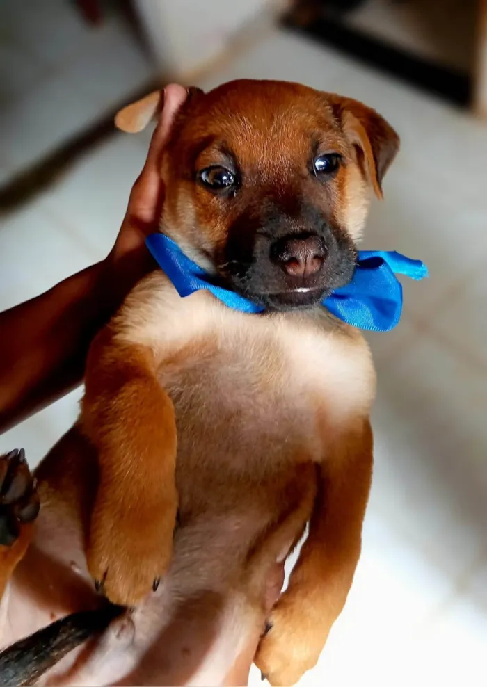 Cachorro ra a Shar Pei idade 2 a 6 meses nome Sem nomes