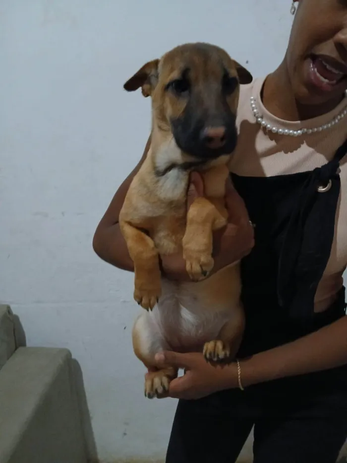 Cachorro ra a Shar Pei idade 2 a 6 meses nome Sem nomes
