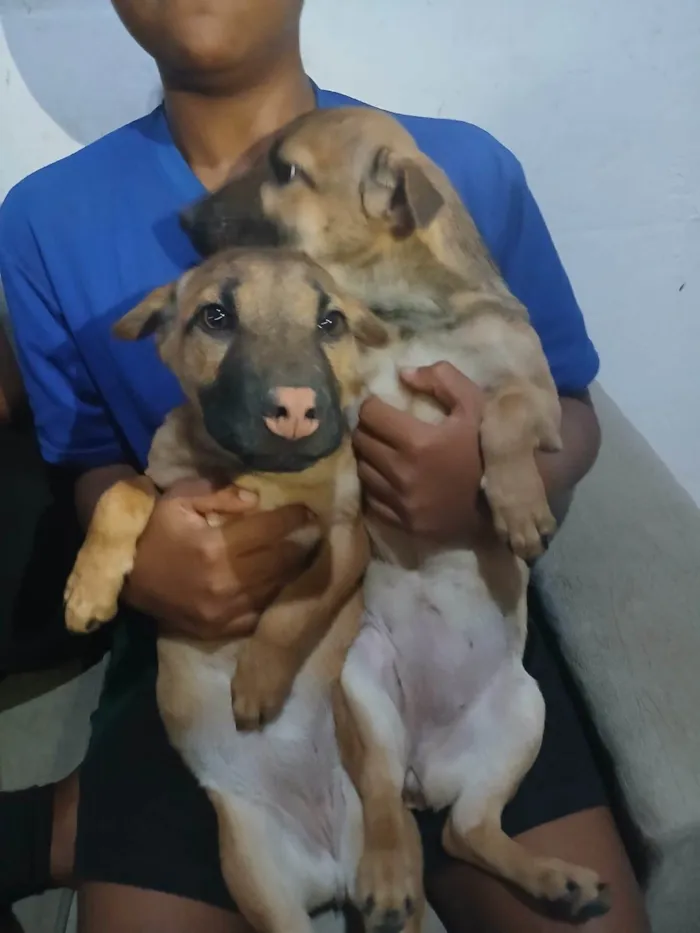 Cachorro ra a Shar Pei idade 2 a 6 meses nome Sem nomes
