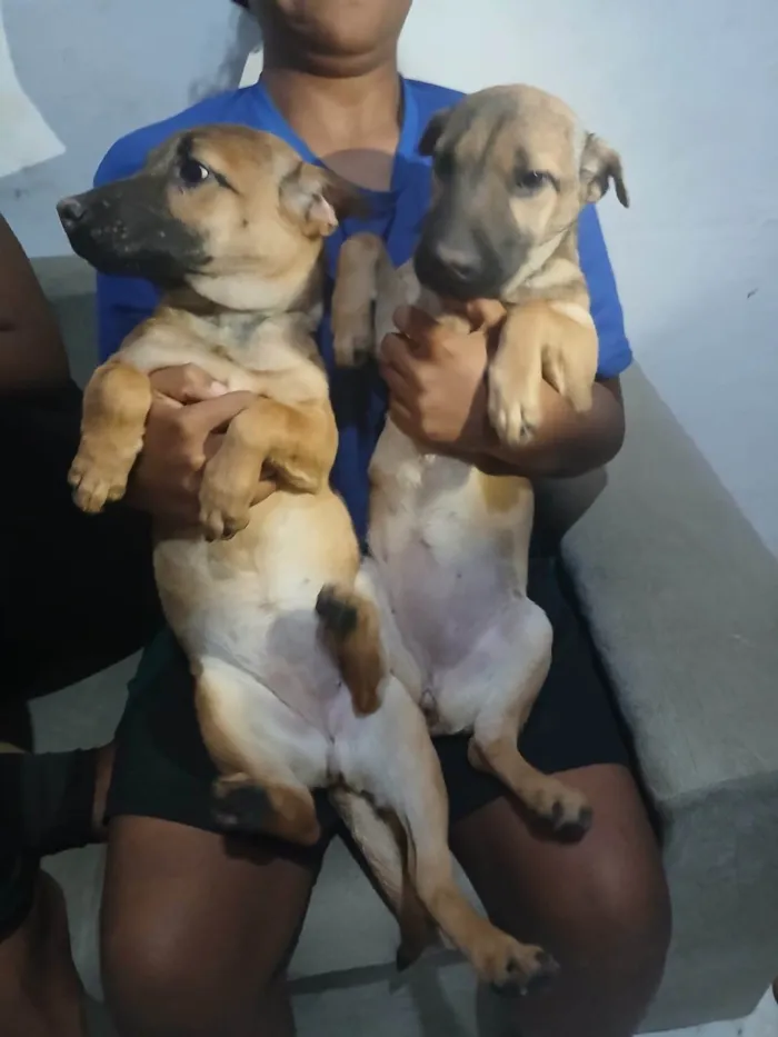 Cachorro ra a Shar Pei idade 2 a 6 meses nome Sem nomes