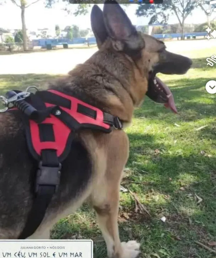 Cachorro ra a Pastor Alemão idade 4 anos nome Dara