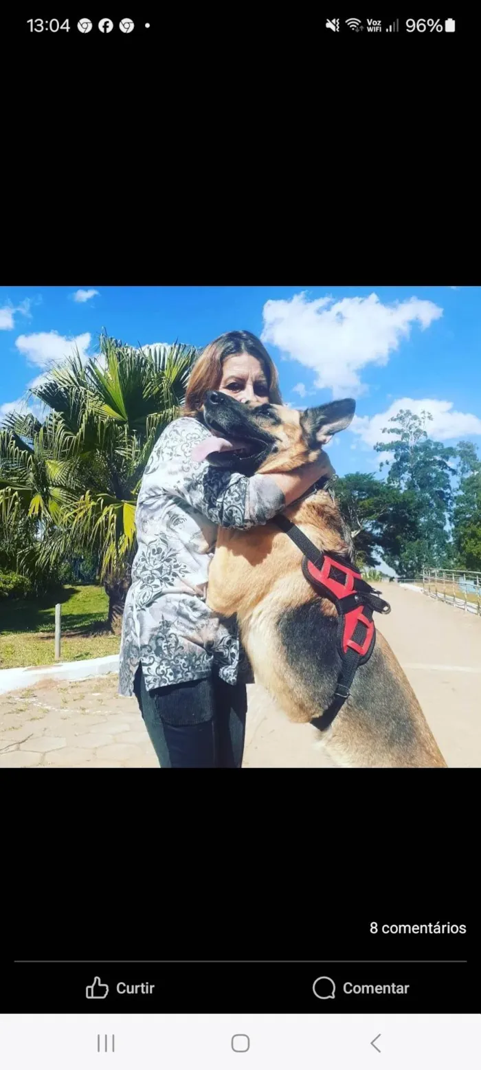 Cachorro ra a Pastor Alemão idade 4 anos nome Dara