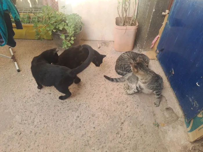 Gato ra a SRD-ViraLata idade 2 a 6 meses nome Pretinho
