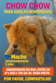 Zé colmeia 