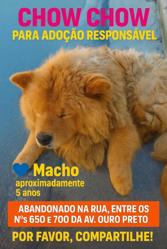 Cachorro ra a Chow Chow idade 5 anos nome Zé colmeia 