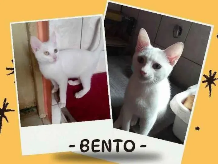 Gato ra a SRD-ViraLata idade 2 a 6 meses nome Bentoi