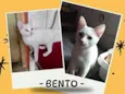 Bentoi